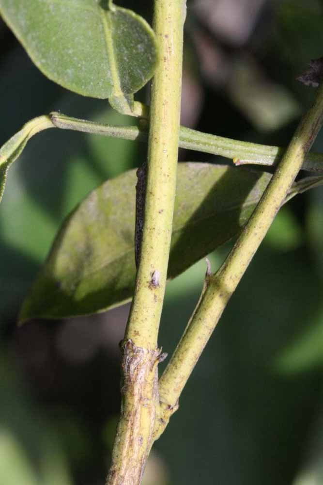              First year twig (Riverside, CA)       